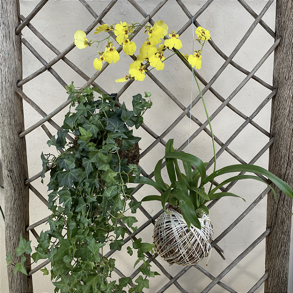 Kit com 2 Kokedamas: Kokedama de Orquídea Chuva de Ouro (Oncidium Aloha) e Kokedama de Hera Estrela