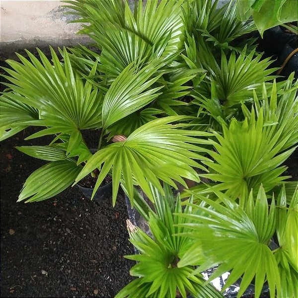 Folhagem Mini Palmeira Leque Palmeirinha