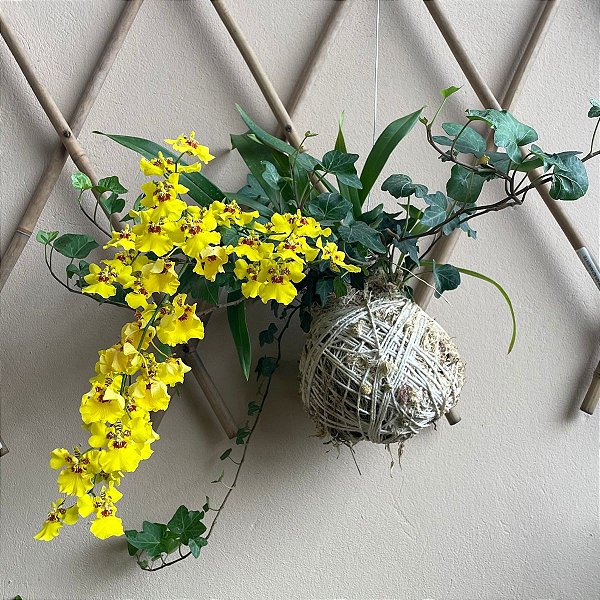 Kokedama duo de Orquídea Chuva de ouro com Hera estrela