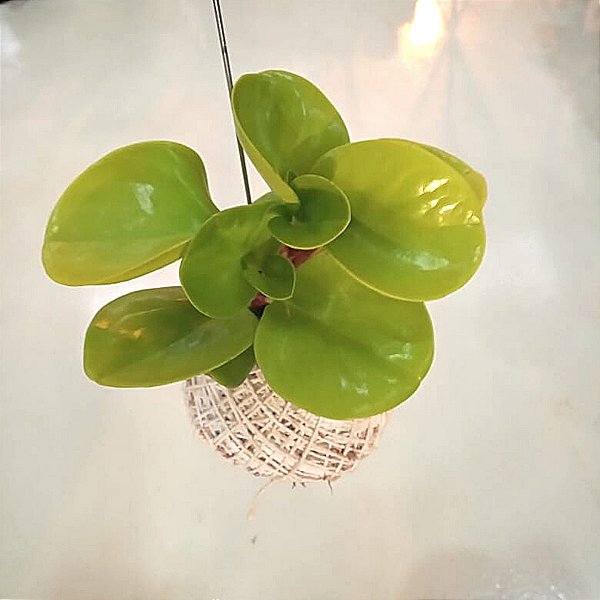 Kokedama de Peperonia neon