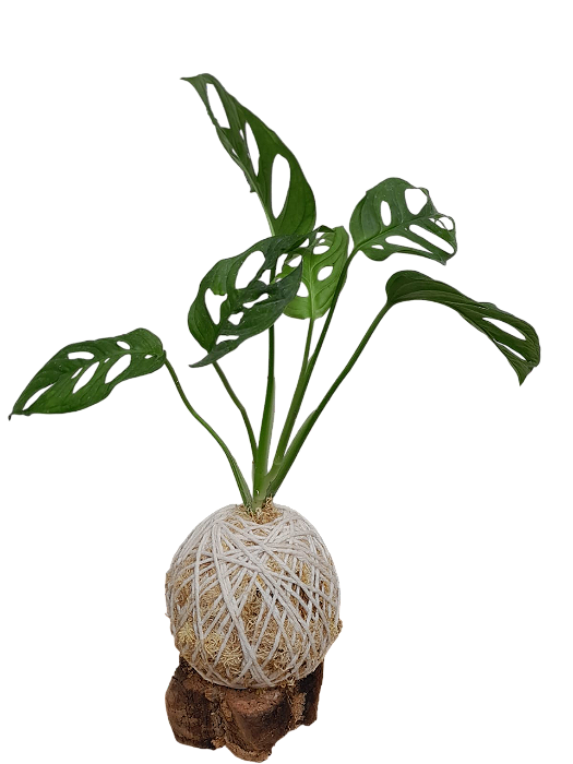 Kokedama de Monstera adansonii para Presente com Suporte de Madeira