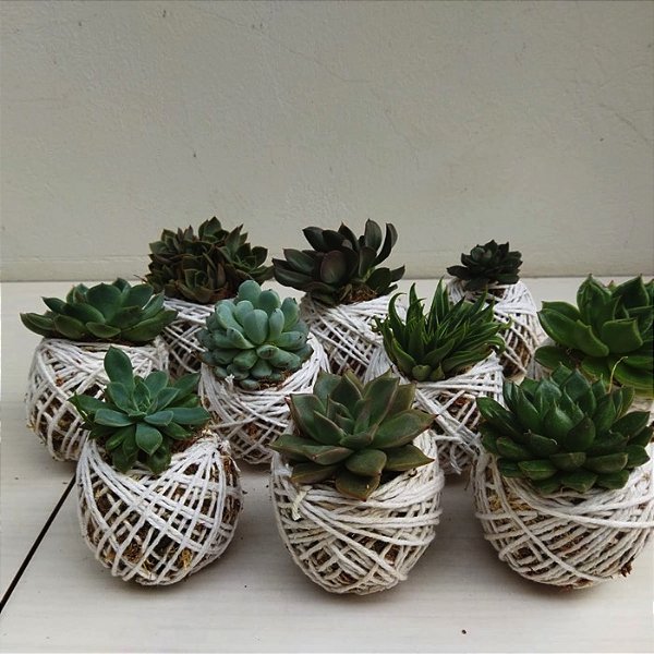 Kit 10 Mini Kokedamas de Suculentas Variadas