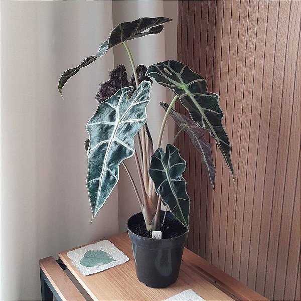 Folhagem Alocasia amazonica no Vaso