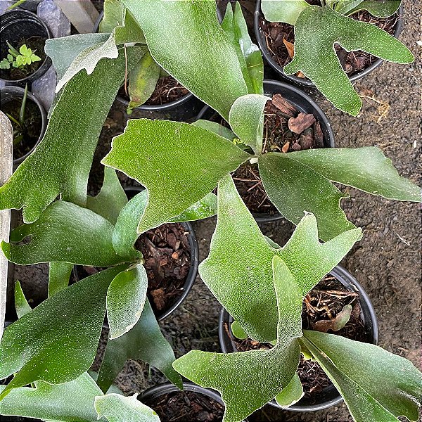 Folhagem Chifre-de-Veado (Platycerium bifurcatum) no Vaso
