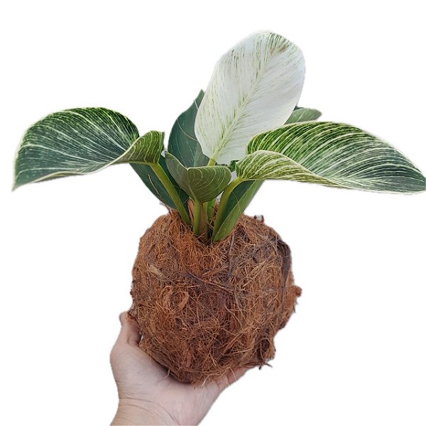 Kokedama de Philodendron Birkin