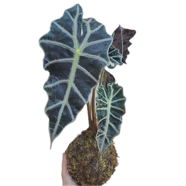 Kokedama de Alocasia amazonica Acabamento Neutro