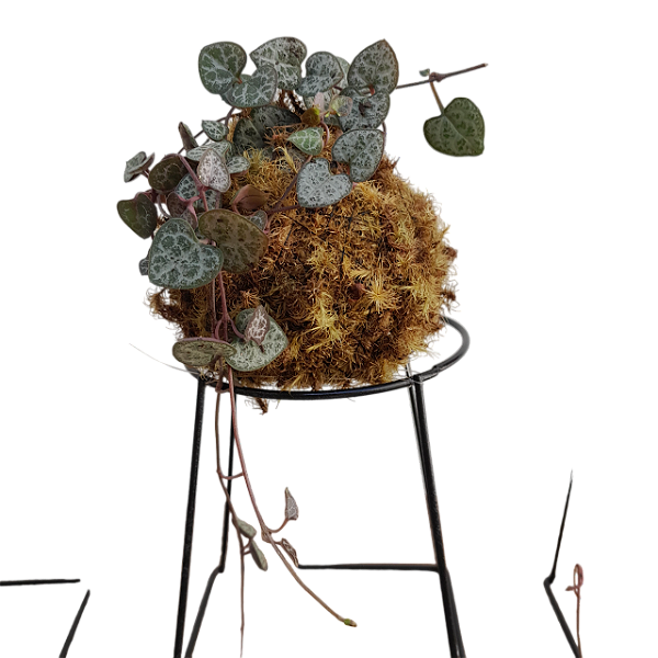Kit com 10 Mini Kokedama de Suculenta Coração-de-Mãe (Corações-Emaranhados) Ceropegia Woodii Coleção 'Jungle'