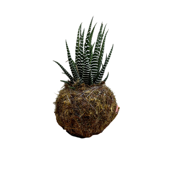 Kokedama de Suculenta Rabo de Tatu Acabamento Neutro com Caixa de Lembrança ou Presente
