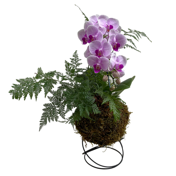 Kokedama duo de Orquídea Phalaenopsis com Renda Francesa Acabamento Neutro com Suporte Preto