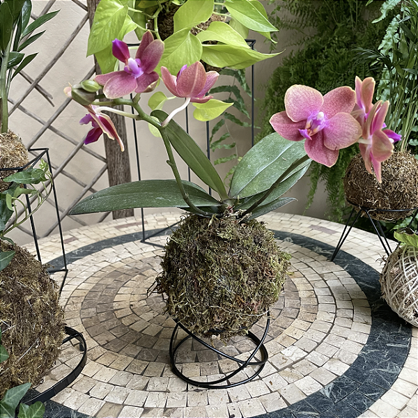 Kokedama de Orquídea Mini Phalaenopsis (Bailarina) Laranja Acabamento Neutro com Suporte Preto