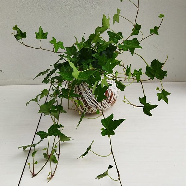 Kokedama de Hera Estrela Grande com Arame