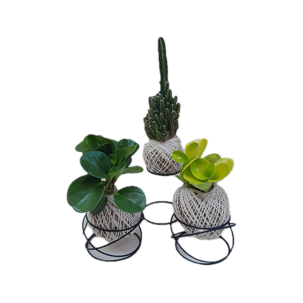 Kit 3 Kokedamas: peperomia verde, peperomia neon e cacto com suporte