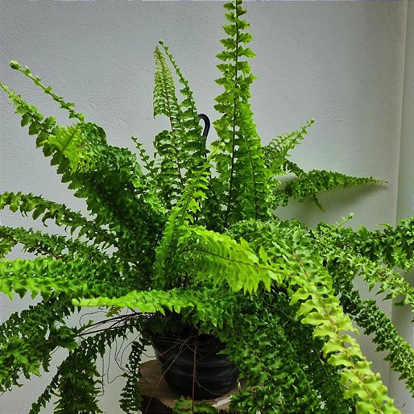 Folhagem Samambaia hilli (Nephrolepis exaltata 'Hilli')