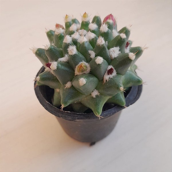 Cacto Bola de Neve (Mammillaria polythele)