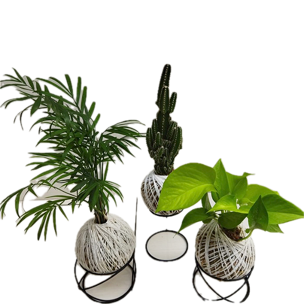 Kit 3 Kokedamas: Cacto Castelo, Jiboia neon e Palmeirinha com suporte