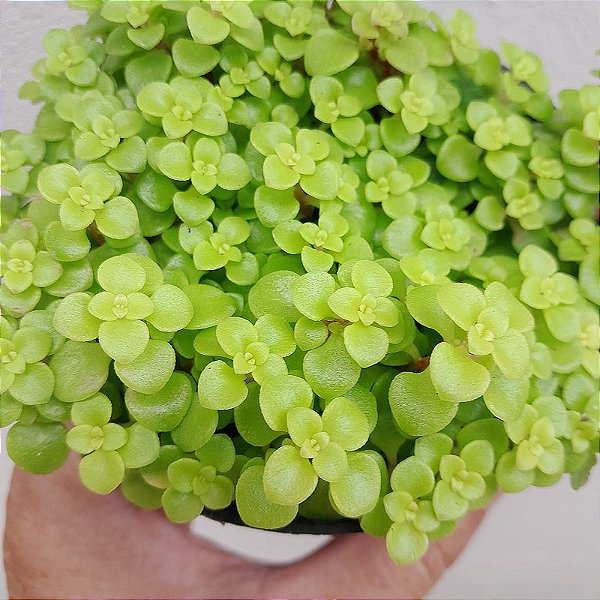 SUCULENTA CARPETE DOURADO (SEDUM JAPONICUM 'TOKYO SUN')