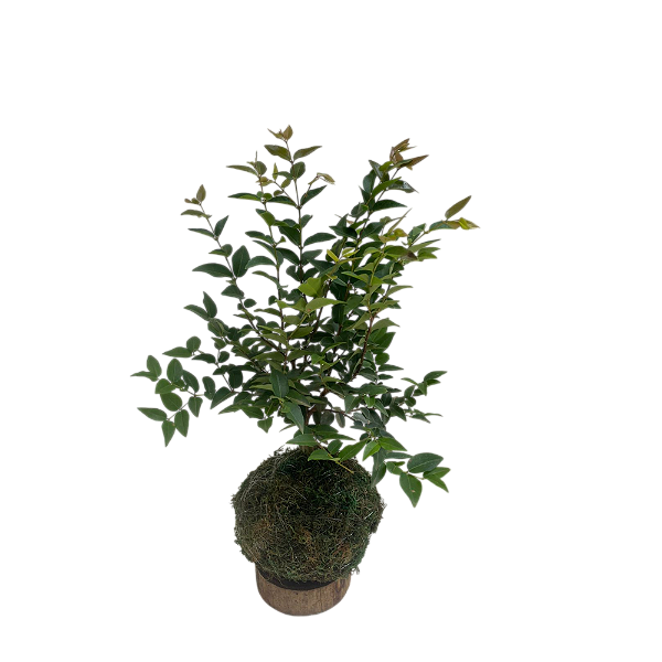KOKEDAMA DE JABUTICABA PEQUENO