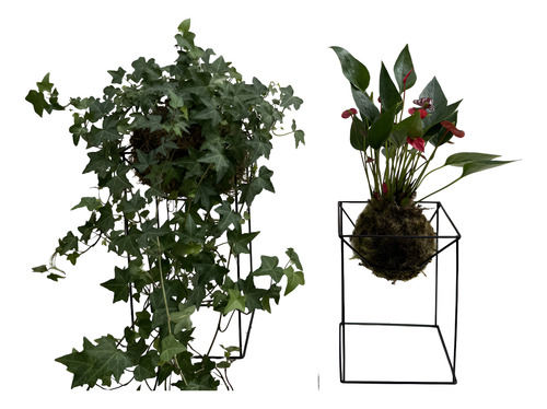 KIT KOKEDAMA: MINI ANTÚRIO E HERA ESTRELA COM SUPORTE GRANDE