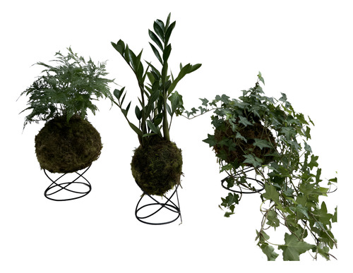 KIT KOKEDAMA MINI ZAMIOCULCA, HERA ESTRELA, RENDA C/ SUPORTE