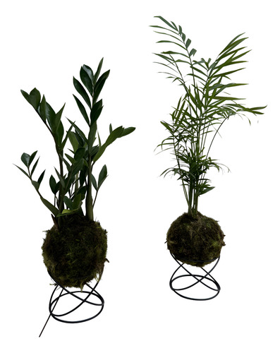 KIT KOKEDAMA MINI PALMEIRINHA E MINI ZAMIOCULCA C/ SUPORTE