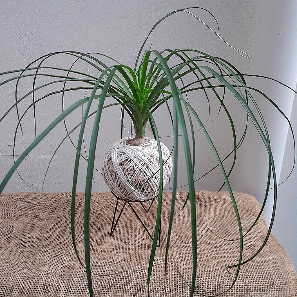 Kokedama de Pata de Elefante Acabamento Barbante Fio Cru