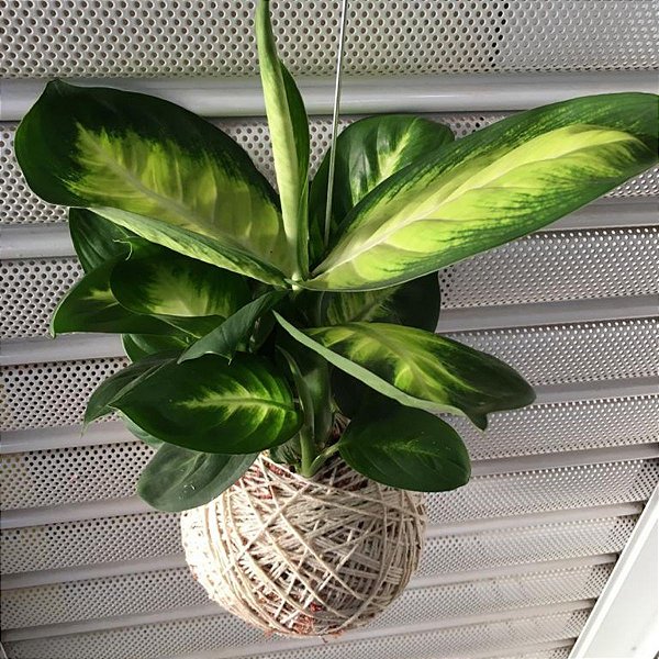 Kokedama de Comigo-ninguém-pode Acabamento Barbante Fio Cru