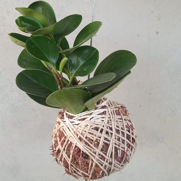 Kokedama de Peperomia verde