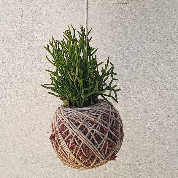 Kokedama de Ripsalis Acabamento Barbante Fio Cru