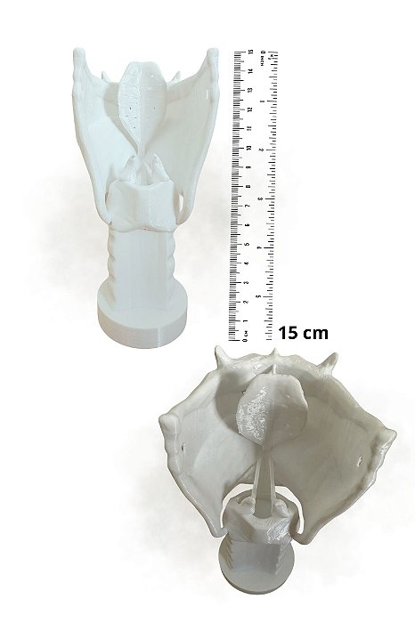 Laringe Anatomica Humana 3D - FonoComAmor - Tamanho 15cm Resistente e Detalhado