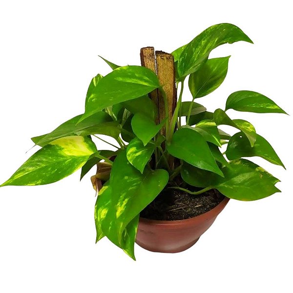 Muda da Planta Jibóia 40cm com Cuia para Decoração Interna