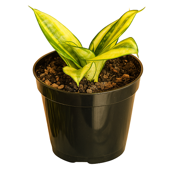 Muda De Mini Espada De São Jorge Decoração Interna/Externa