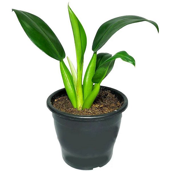 Muda De Pacová 50cm Planta Decoração Interna