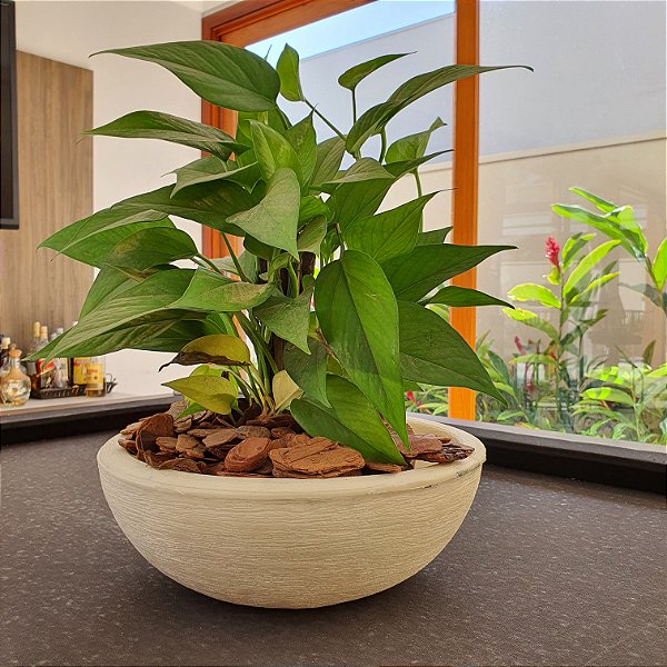 Vaso Bacia de Polietileno para Plantas Cactos e Suculentas