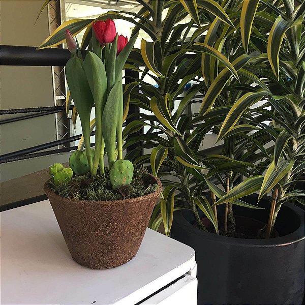 Vaso de Fibra de Coco 100% Natural para Samambaias Orquídeas