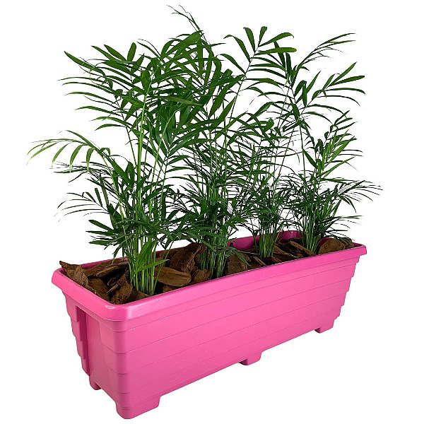 Jardineira para Temperos e Hortas Floreira de Petúnias 17x50cm