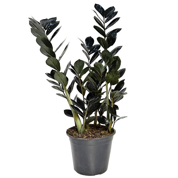 Zamioculca Black Preta Exótica Decoração Interna