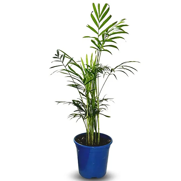 Palmeira Chamaedorea Elegans Pote 11 Folhagem Dentro de Casa