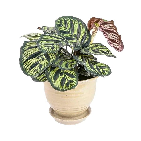 Muda de Maranta Makoyama Pote 12 Planta Decoração Interna