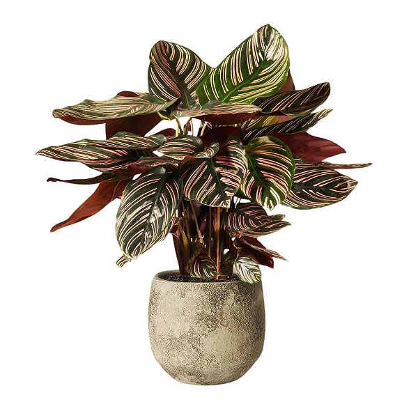 Muda de Maranta Calathea Ornata Pote 12 Decoração Interna