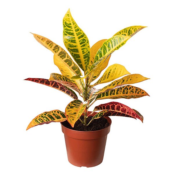 Muda de Cróton Petra Pote 14 Planta Colorida de Área Externa