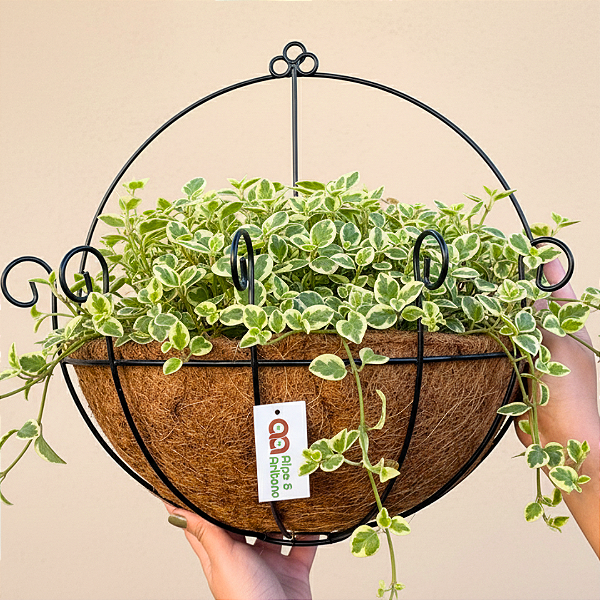 Vaso de Parede Fibra de Coco Plantas Meio Vaso 25, 30 e 35cm