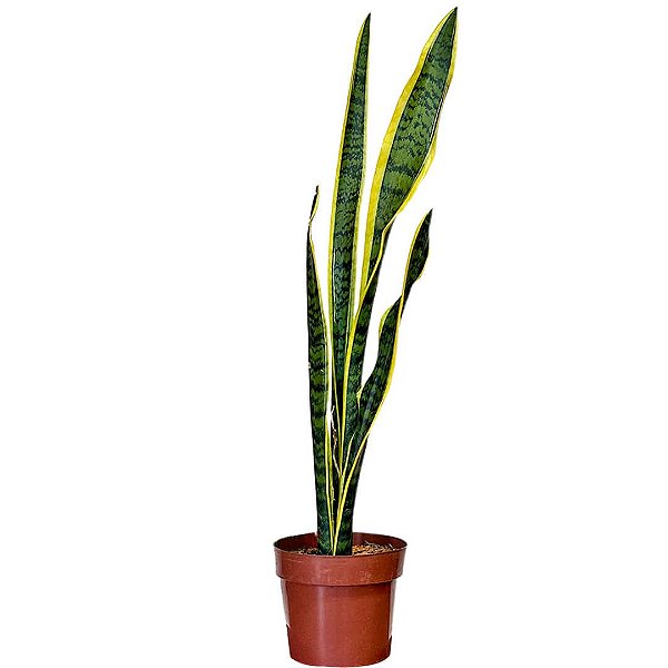 Muda de Espada de São Jorge Variegata 90cm Interna/Externa