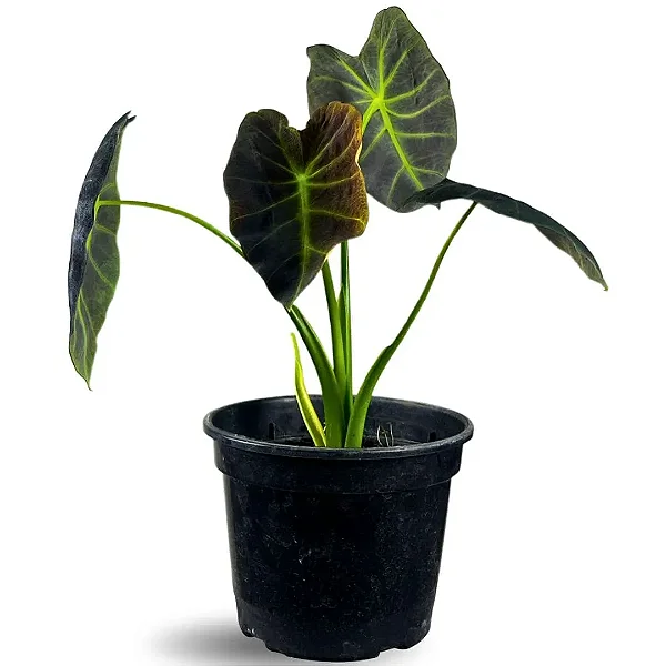 Muda de Colocasia Imperial Pote 20 Planta Para Área Externa