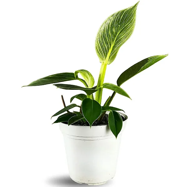 Muda de Philodendron Birkin Pote 12 Planta de Área Interna