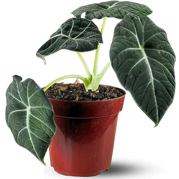 Muda Planta Alocasia Black Pote 12 Para Decoração Interna
