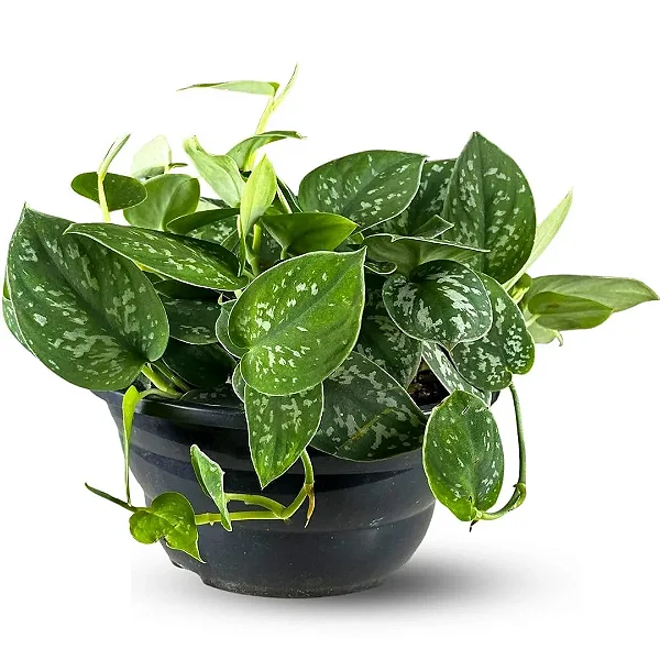 Muda Planta Jiboia Prateada Cuia 21 Para Decoração Interna