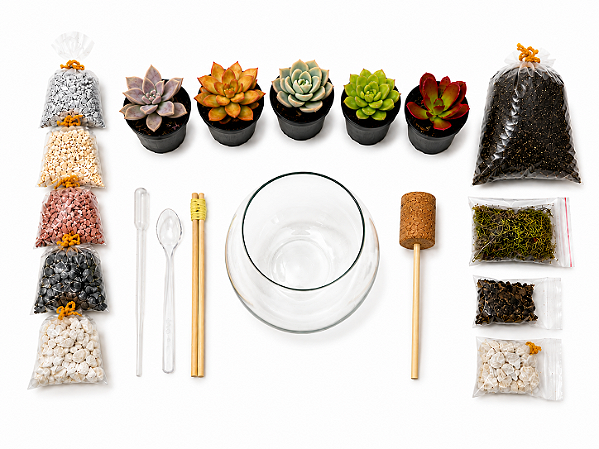 Kit Terrário de Suculentas