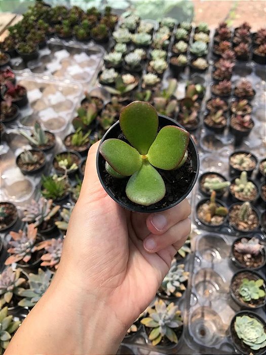Suculenta Crassula Ovata