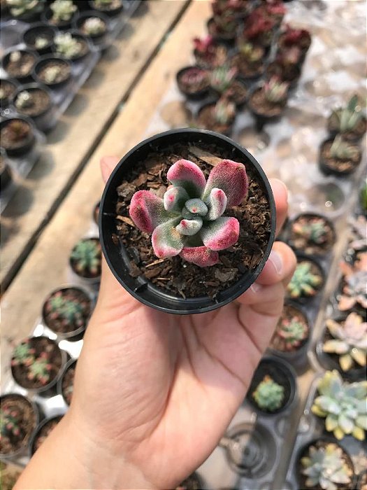 Suculenta Echeveria Pulvinata Rubi