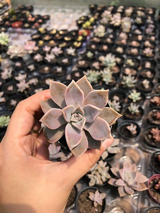 Suculenta Graptopetalum Paraguayense